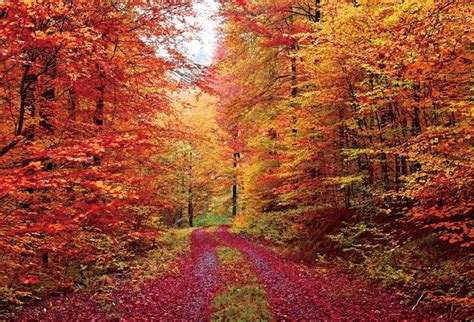 Laeacco 7x5ft Autumn Scenery Deciduous Backdrop Red Marple