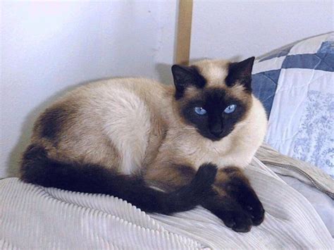 Seal Point Siamese Cat Personality Hoch Biog Pictures Library