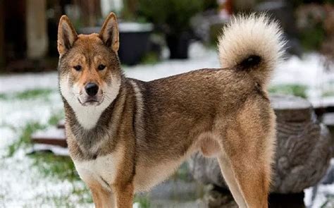All About Shikoku Dog Breed Origin Behavior Trainability Facts