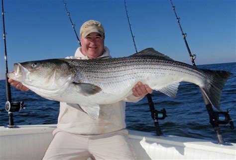 Bill Cochran Big Striped Bass Brighten Holidays For Chesapeake Bay