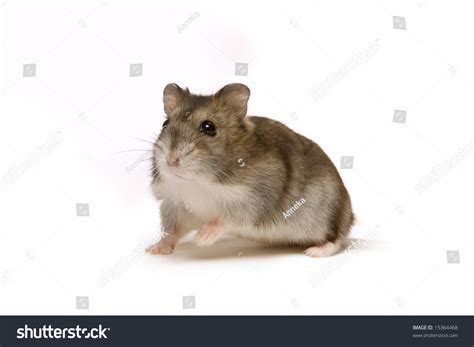 Little Brown Hamster Looking Cute On A White Background Stock Photo