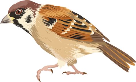 Download House Sparrow Bird Clip Art House Sparrow Png Transparent