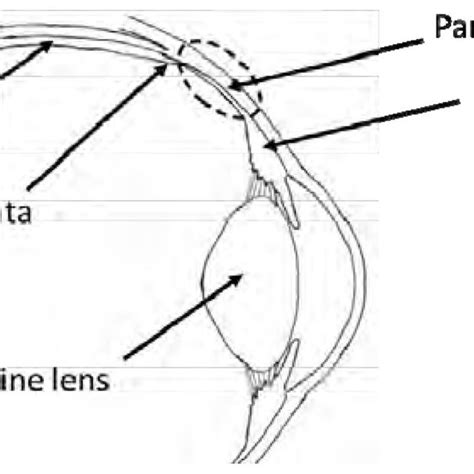 Anatomical Illustration Of The Pars Plana Download Scientific Diagram