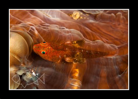Goby With Copepod Crustaceans Parasite 02 James Lim Flickr