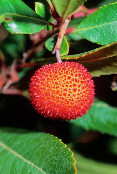 Buy strawberry tree fruit seeds and get the best deals at the lowest prices on ebay! Strawberry Tree (arbutus Unedo) Photograph by Bruno ...