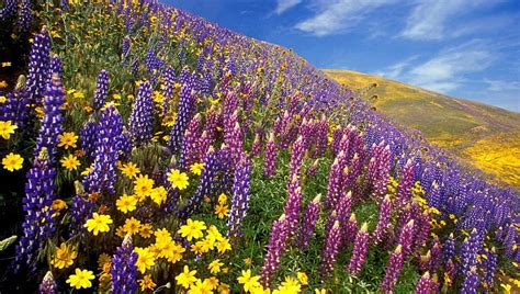 Beautiful Wildflowers On Hillside In Spring Hills Slopes Flowers