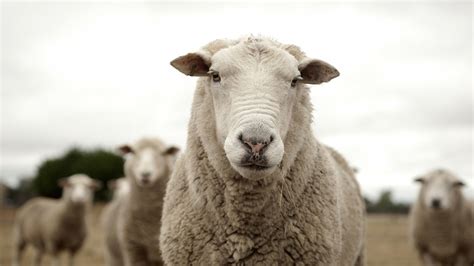 Sheep Sexually Assaulted By Fresno State Student Police Say Abc7 Chicago