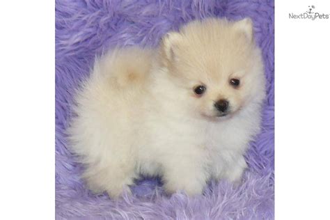 There are many online sites where dogs can be advertised as free to a good home. Pomeranian puppy for sale near Springfield, Missouri ...