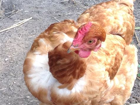 Our Transylvanian Naked Neck Chicken Quinta Do Cobral