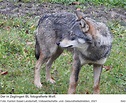 RAOnline EDU: Wildtiere in der Schweiz - Wölfe im Basel-Landschaft ...