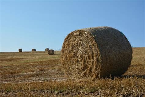 Straw Bales On Harvested Field With Many Hay Bales In Horizont Stock