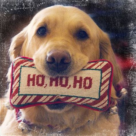 Ho Ho Ho Happy Texture Tuesday Perros Navidad Perros Bonitos