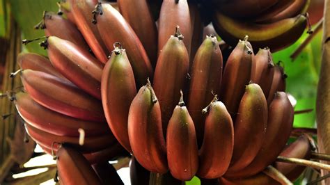 The Surprisingly Dark History Of Bananas