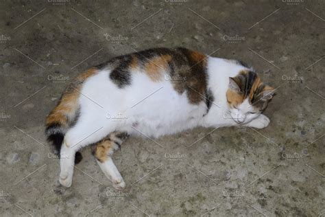 Pregnant Cat Resting Calico Cat With A Big Belly Lying On The Concrete