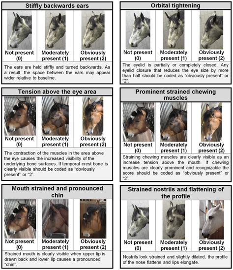 The Horse Grimace Pain Scale With Images And Explanations For Each Of