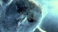 Hedwig's death (funny version) - YouTube