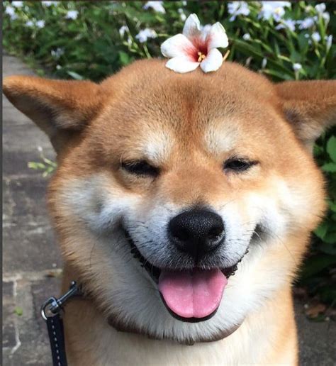 Shiba Inu Berry Loves To Be Beautiful Doge Shibe Happy Shiba Inus