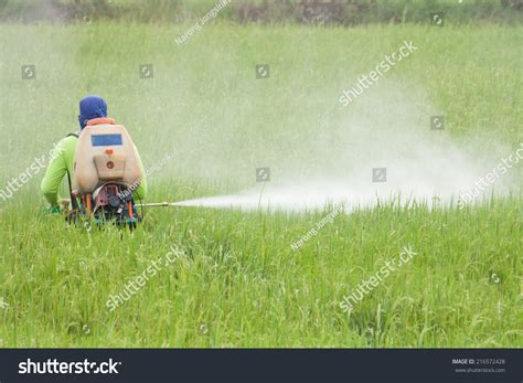 Farmer Spraying Pesticide Rice Field Stock Photo Edit Now 216572428