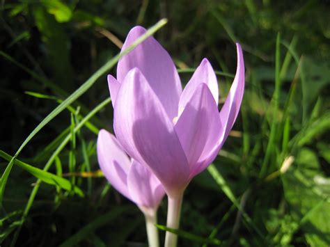 Wie erkennt man die herbstzeitlose? Herbstzeitlose · Colchicum autumnale · Die Pflanzenwelt ...