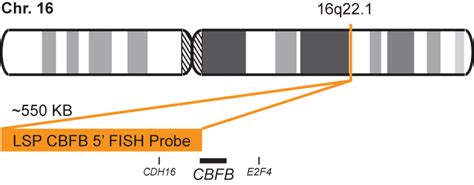 Lsp Cbfb 5 Fish Probe Cytotest