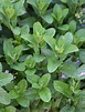 Mint 'Spearmint' (Mentha spicata) - Buy Online at Annie's Annuals