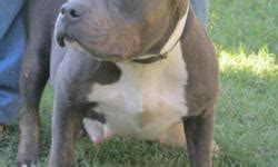 I have some pit bull puppies for sale. RARE BLUE MERLE BULLY PITBULL PUPPIES 4 SALE - Price: 200 ...