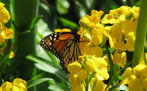 49 Bing Butterfly Wallpapers For Computer Wallpapersafari