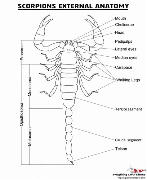 Scorpions External Anatomy Shrimp And Snail Breeder