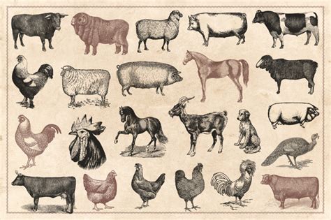 100 Vintage Farm Animals Vector By Brigantine Designs Thehungryjpeg