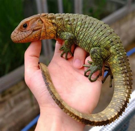 5 Facts You Didnt Know About Caiman Lizards Animal Media Foundation