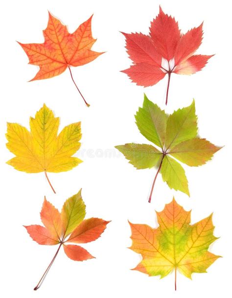 Autumn Leaves Stock Photo Image Of Seasons Light Leaves 18090116