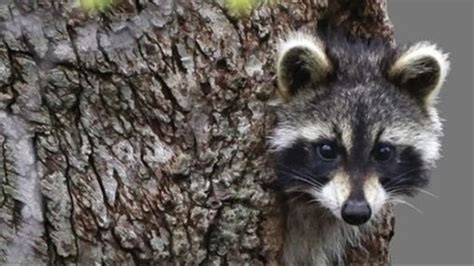 Rabid Raccoon Attacks Pet Dog In Tampa Prompting Warning From Health