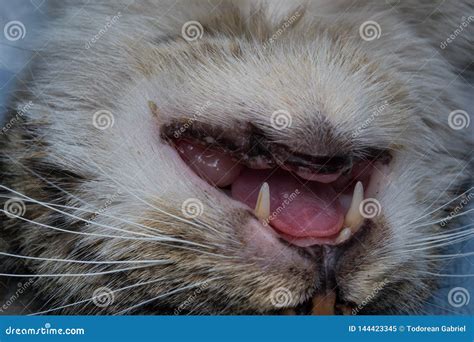 Eosinophilic Granuloma In The Mouth Of A Cat Cat With Oral Tumor