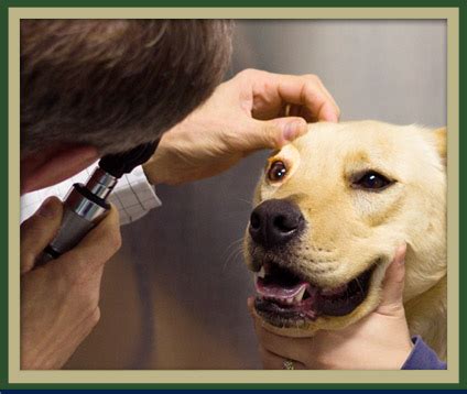 Eye pressure goes up when the eye's natural drainage system does not work as well as it should or is blocked by the iris (angle closure). Pet Health Services | Veterinary Medical Center