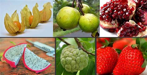⇒ Frutas Exóticas Del Peru Con Sus Nombres Y Propiedades Beneficios