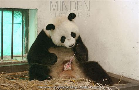 Minden Pictures Giant Panda Ailuropoda Melanoleuca Gongzhu Licking Her Vulva And Eating