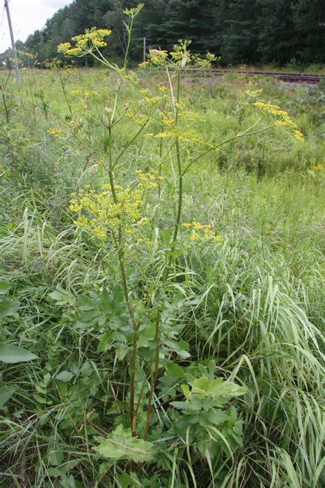 Wild Parsnip Ontario Invasive Plant Council