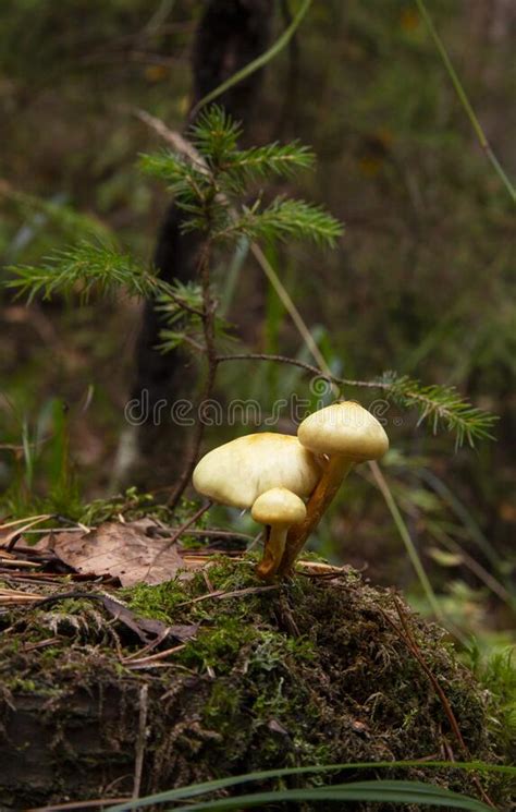 Honey Agaric Mushrooms Grow On A Tree In Autumn Forest Group Of Wild