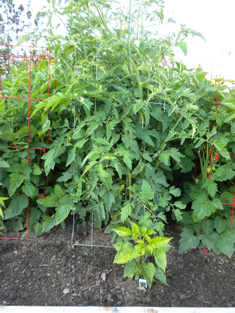 Strange Gardener Pruning Tomato Plants