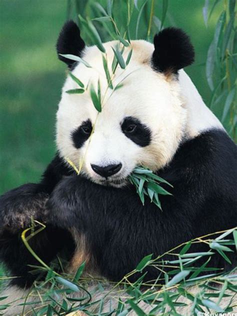 Pin By Jarred Burt On Baby Einstein Animals Pictures Panda Bear