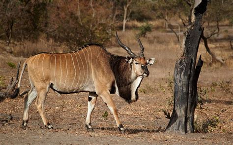 Lord Derby Eland Endangered Wildlife Wildlife Art African Wildlife