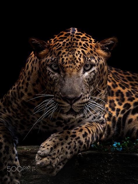 Javan Leopard 500px Animals Images Animals And Pets Animal Pictures