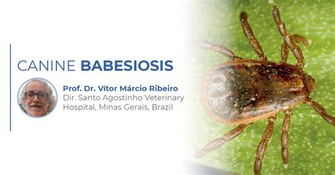Diagnosis Of Canine Babesiosis Biogal Labs