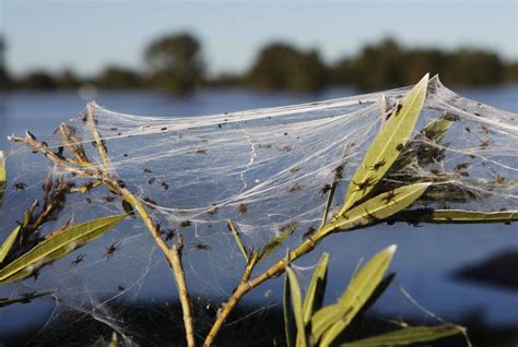 Nach hochwasser hüllen teils giftige spinnen australien in ihre netze. Flutfolgen: Spinnenplage in Australien - DER SPIEGEL