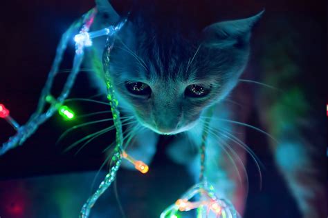Anime Cat Animals Lights Christmas Lights Wallpapers