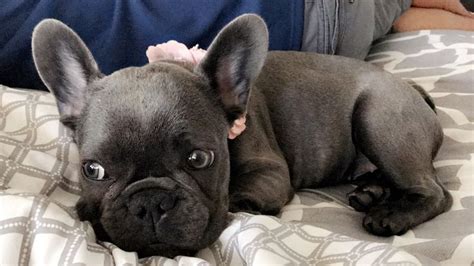 Includes details of puppies for sale from registered ankc breeders. French Bulldog Breeders Illinois | Top Dog Information