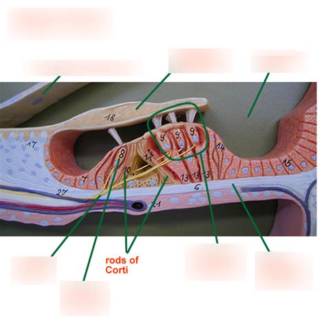 The Organ Of Corti Diagram Quizlet