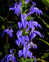 Get Your Botany On!: Great Blue Lobelia