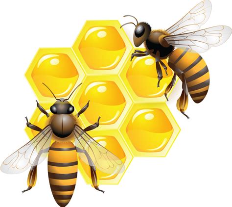 Honey Png Image Purepng Free Transparent Cc Png Image Library Bee Pictures Art Bee