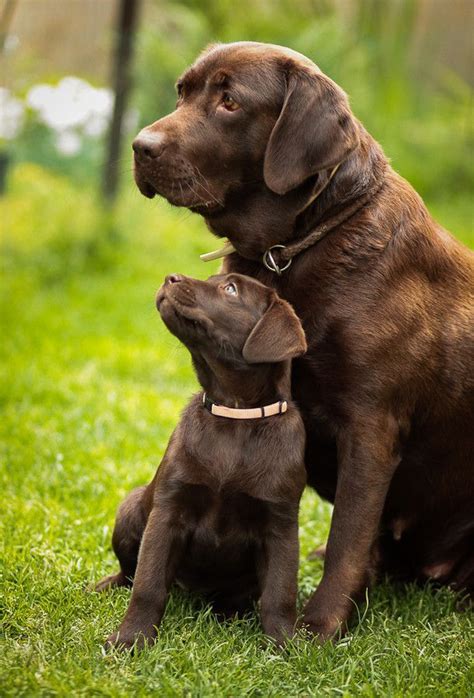 Two pairs of genes that determine the basic coat colors in dogs like labrador retrievers, poodles, and of course, labradoodles. *WANTED* Male Chocolate Labrador Retriever Puppy | Leicester, Leicestershire | Pets4Homes